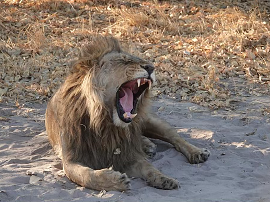 Botswana 2023 Löwe Safari